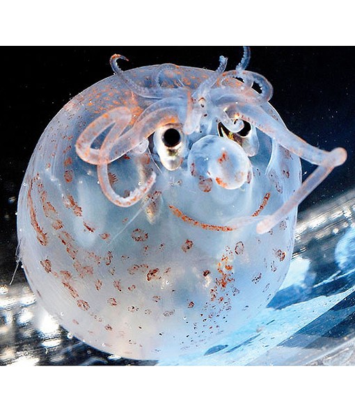 banded-piglet-squid-cute-whatchamacalits-510x600-1.jpg