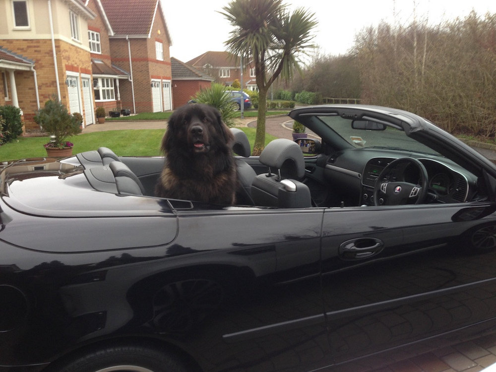 barking-mad-dis-93098.jpg
