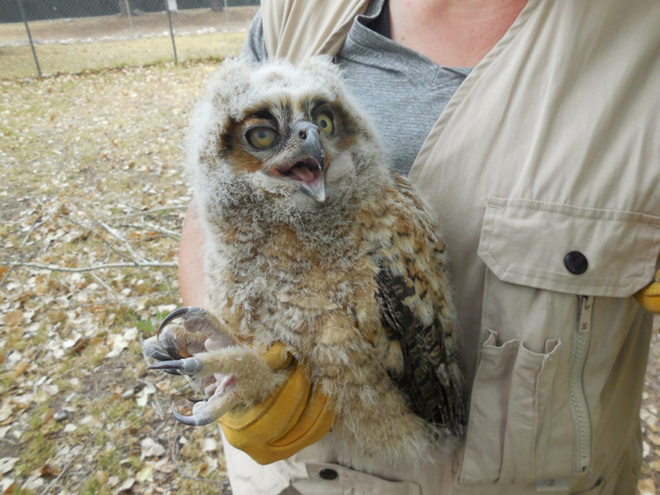 barn-owl.jpg