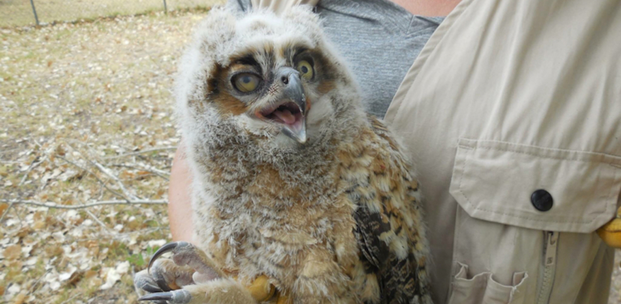 barn owl