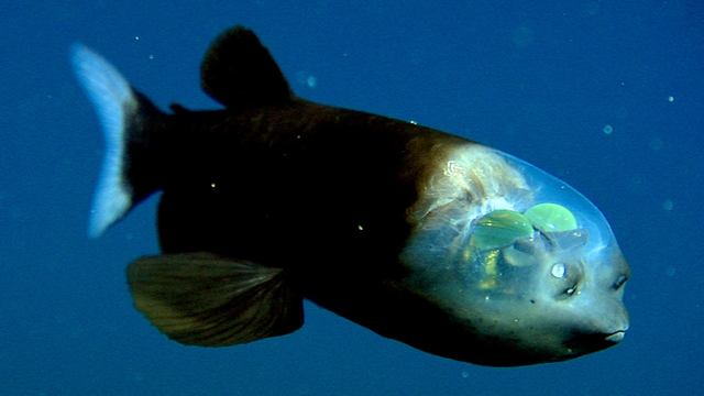 barreleye.png