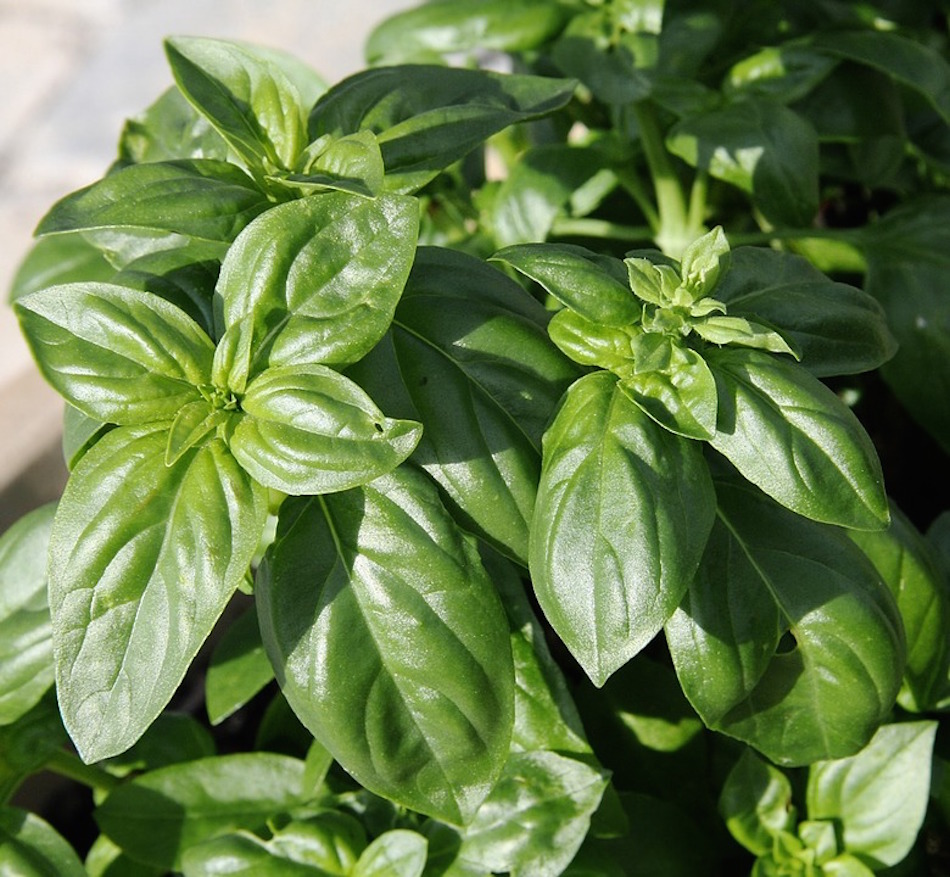 Herb Aroma Herbs Plant Leaf Basil Spice Season