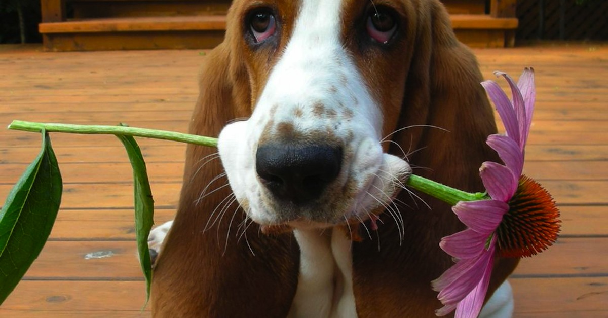 basset-hound-holding-flower