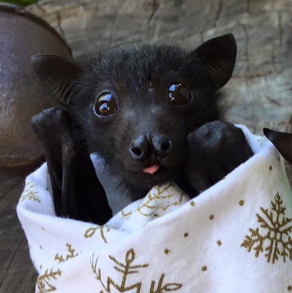 bat-blep.jpg