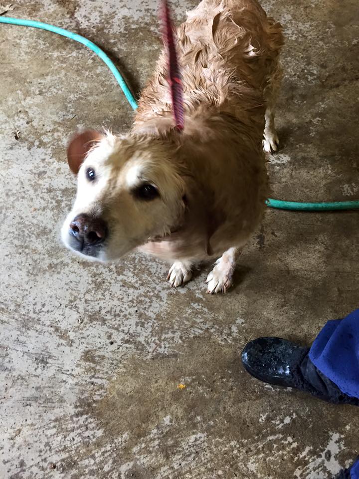 bath-on-adoption-day.jpg