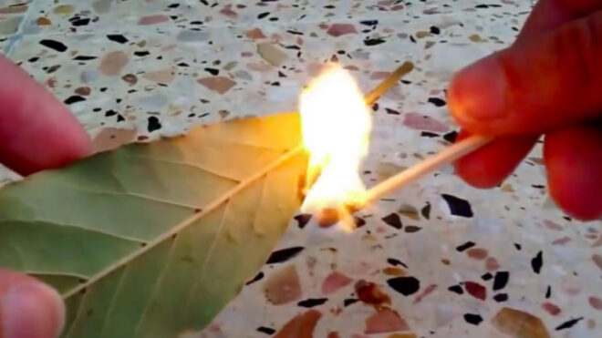 burning-bay-leaf