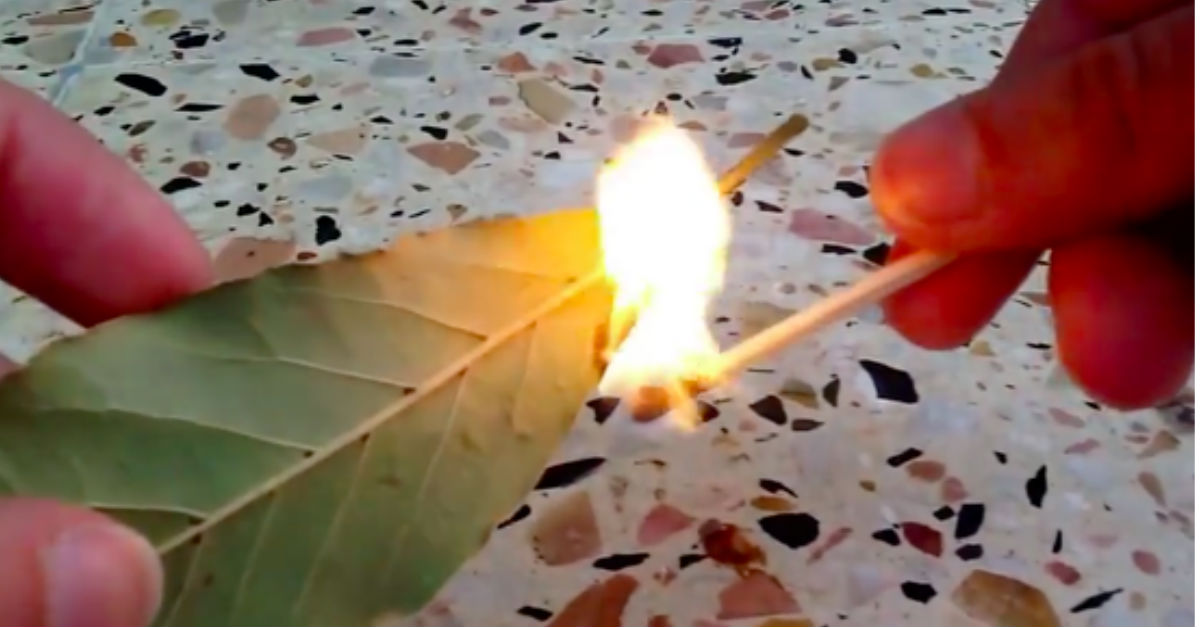 burning-bay-leaf