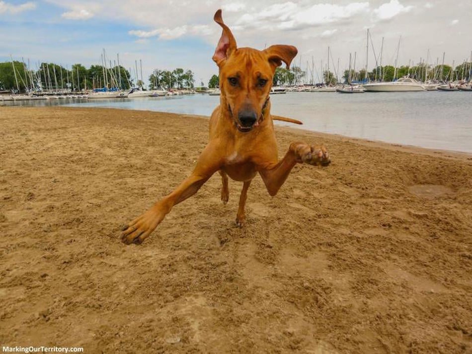 beach-hound.jpg