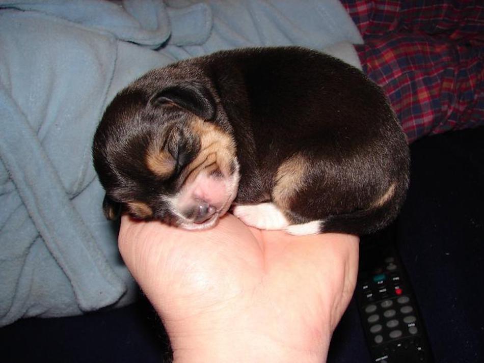 beagle-1.jpg