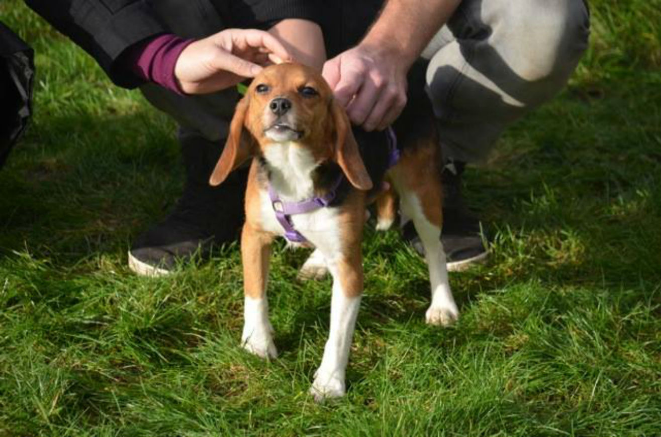 beagle-love-rescue.jpg