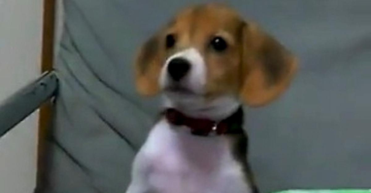 beagle-puppy-barking-for-the-first-time