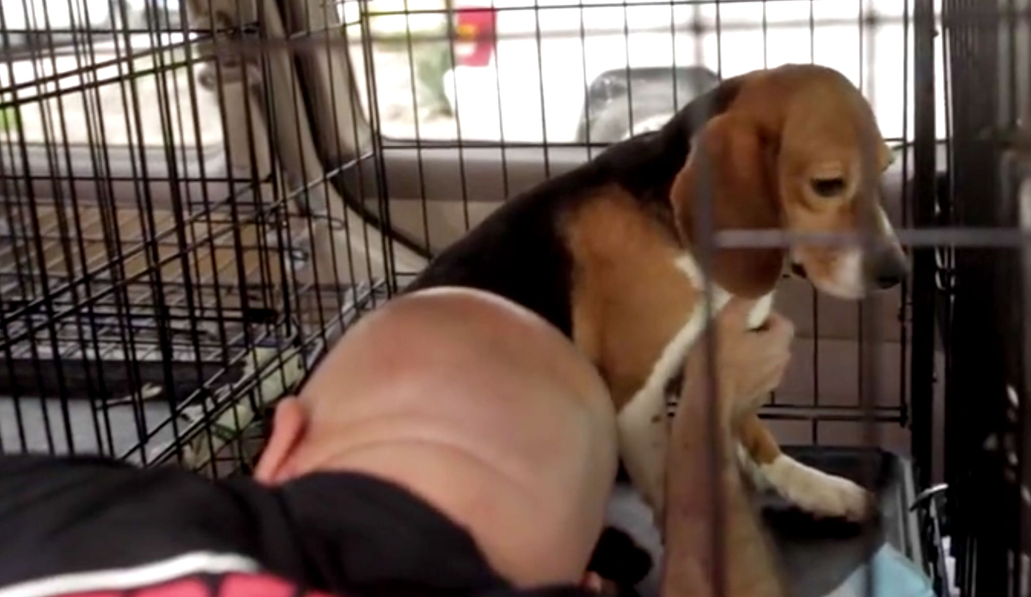 beagle-rescue-cage.jpg