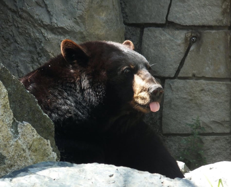 bear-1-2.jpg bear-1-2.jpg