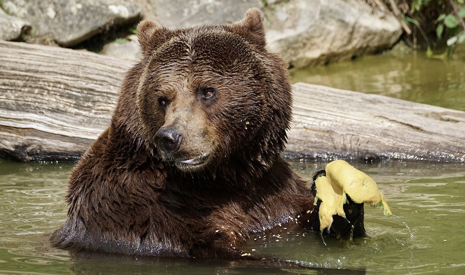 bear-10.jpg