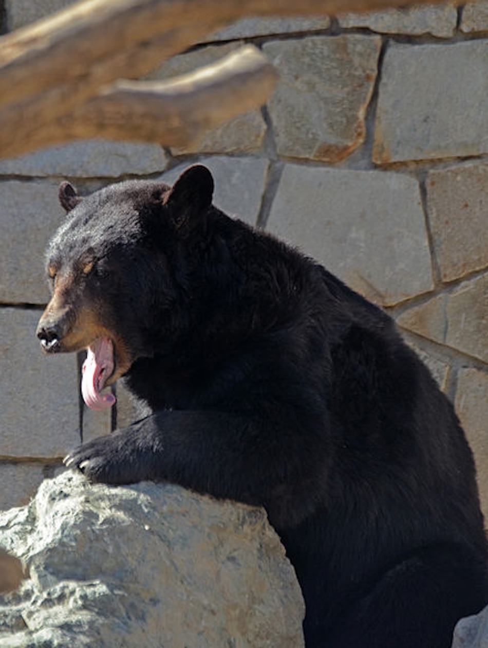bear-2-2.jpg