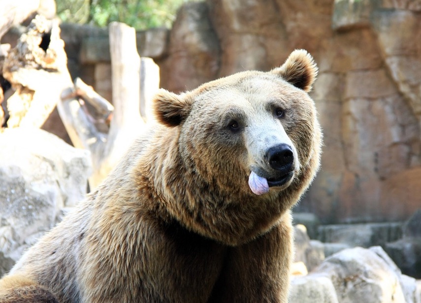 bear-3-2.jpg