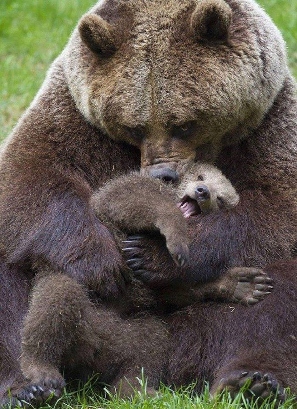 bear-4-1.jpg bear-4-1.jpg
