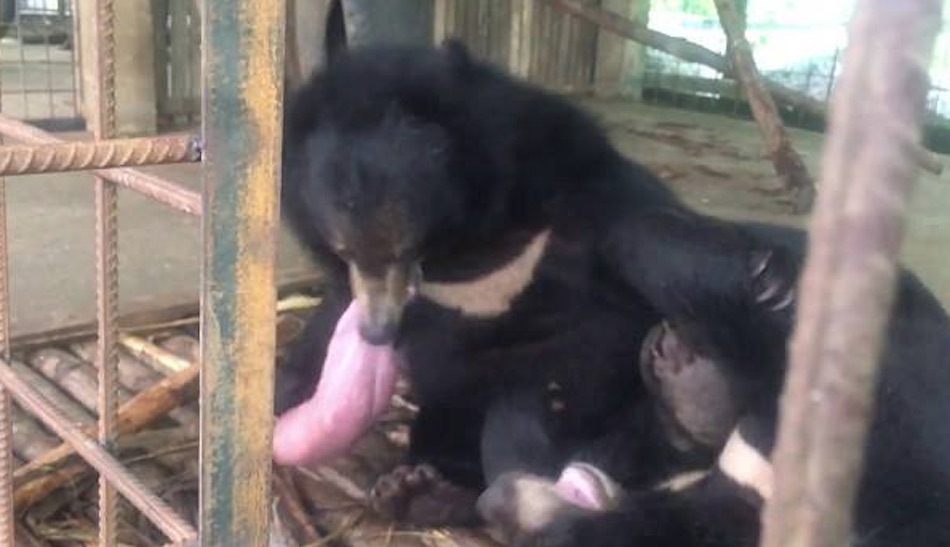 bear-4-3.jpg