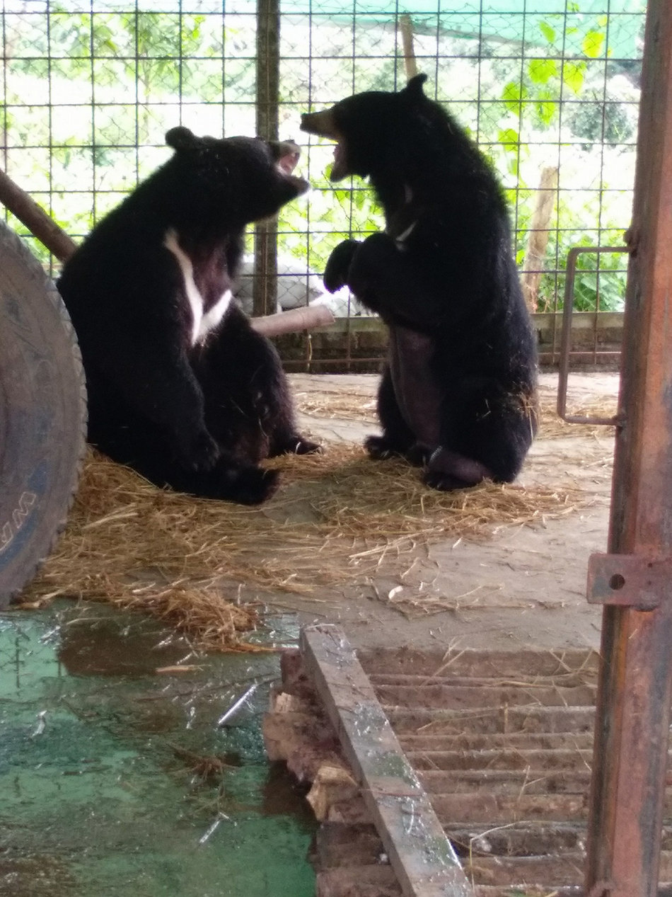bear-7-1.jpg