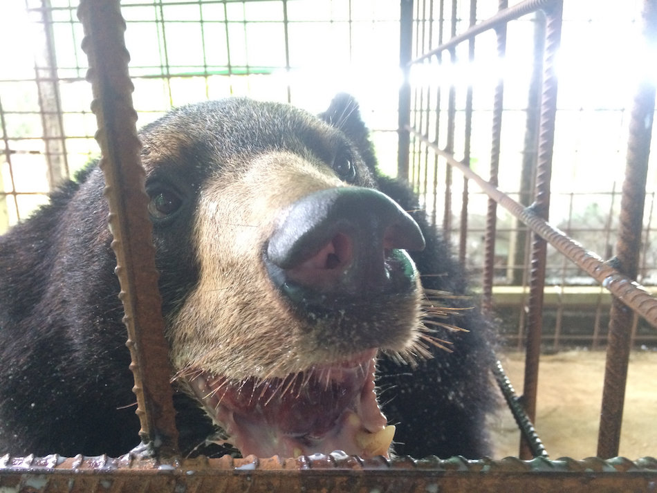bear-8-1.jpg