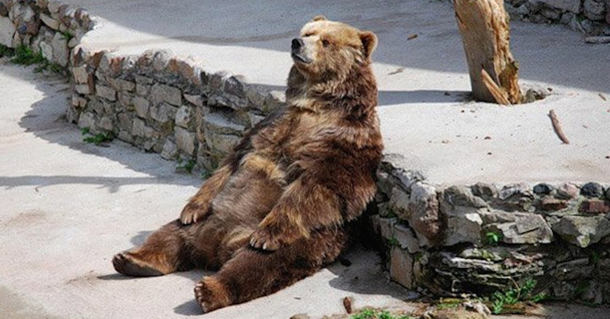 bearcontemplating