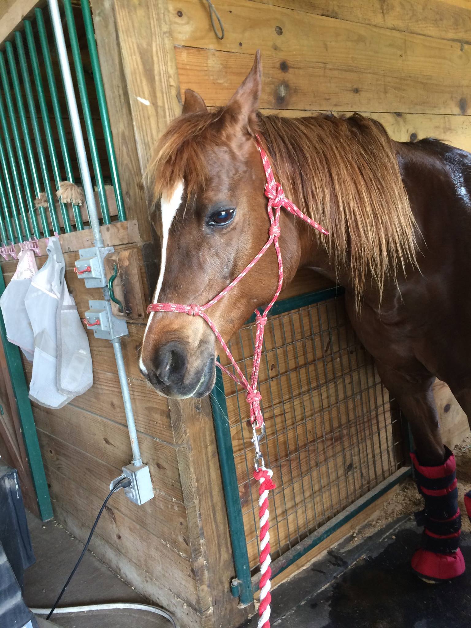 beautyhorse_d.jpg