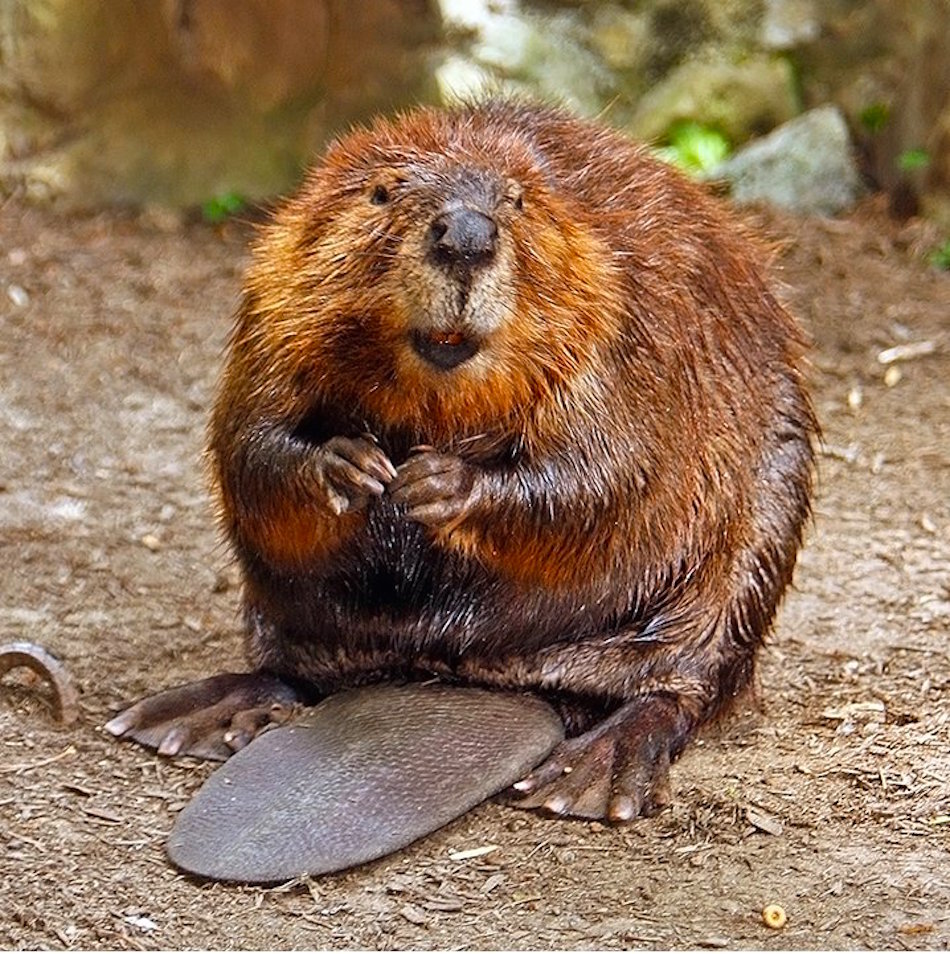 beaver-2.jpg