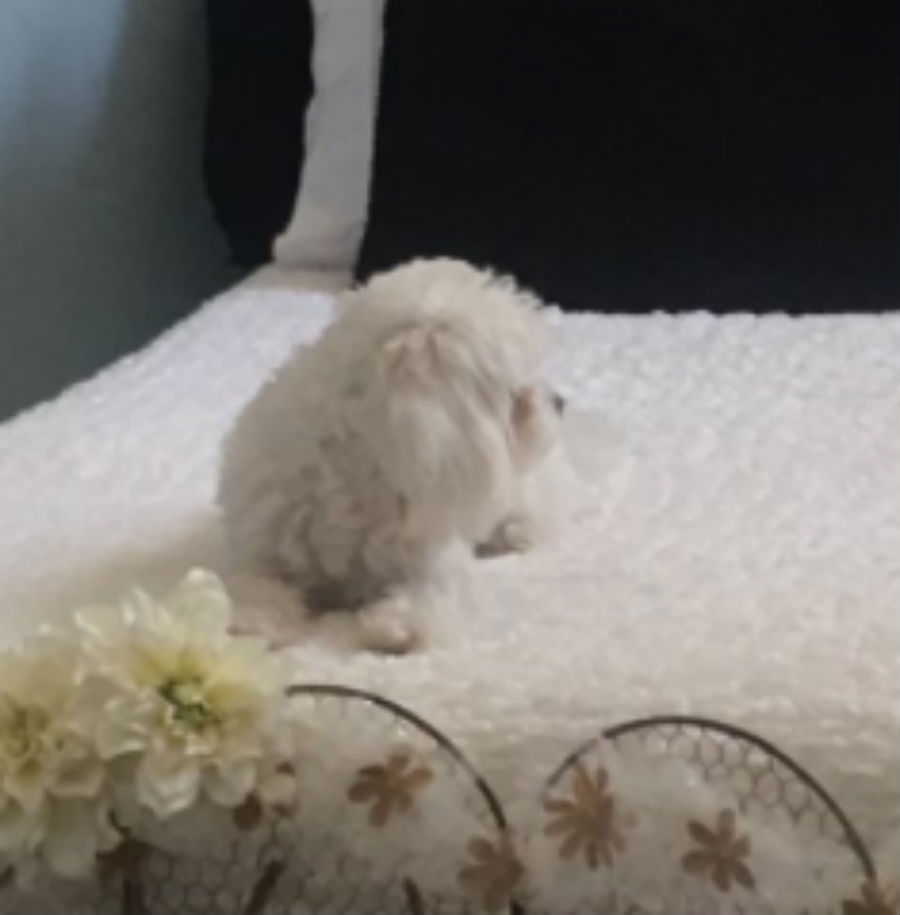 bedroom-dogg.jpg