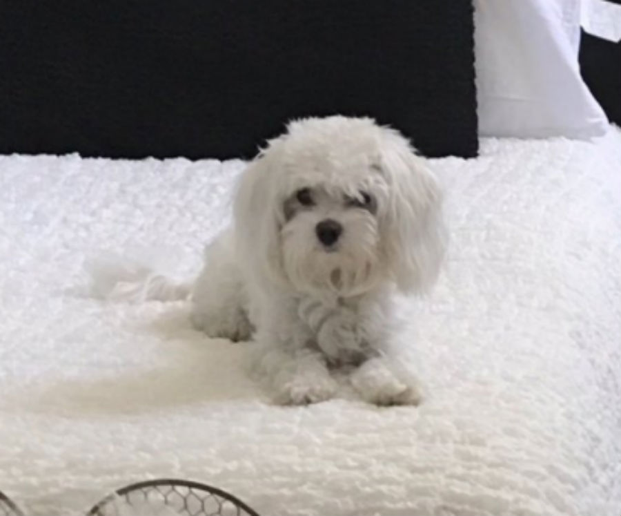 bedroom-doggy.jpg
