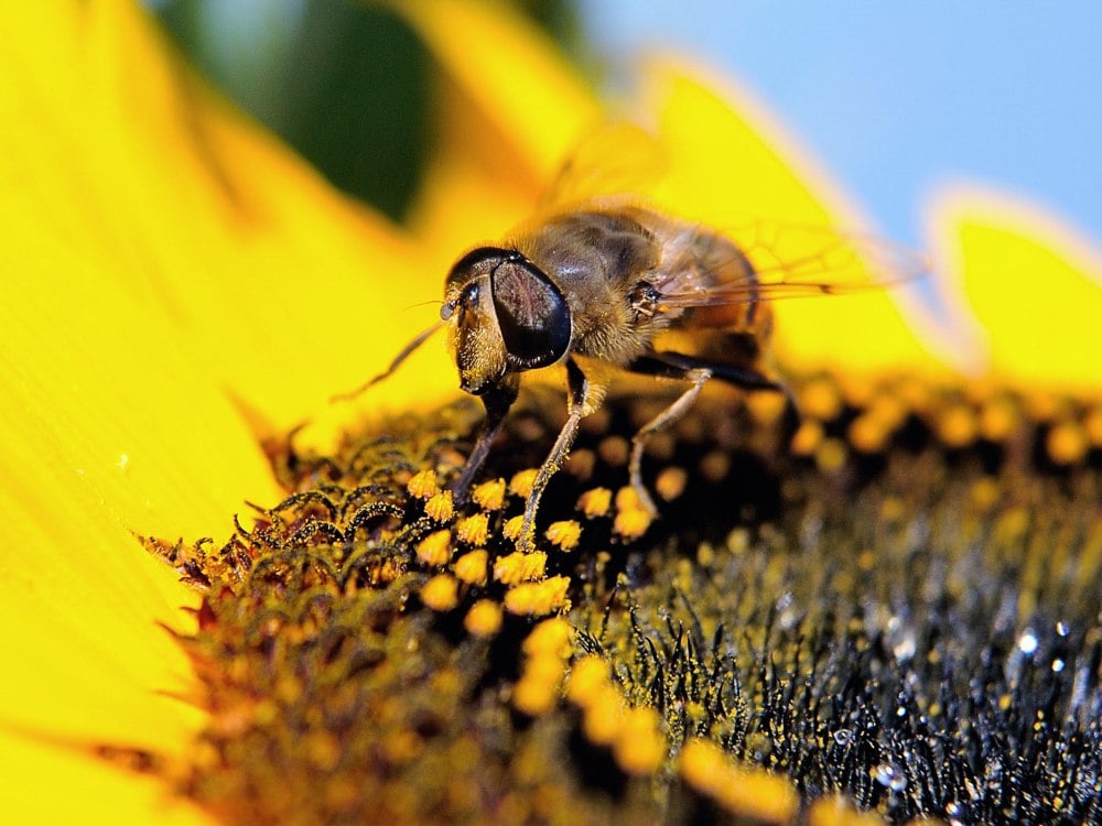 CANADA-ENVIRONMENT-AGRICULTURE-POLITICS-BEES-FOOD-AGRONOMY-FILES