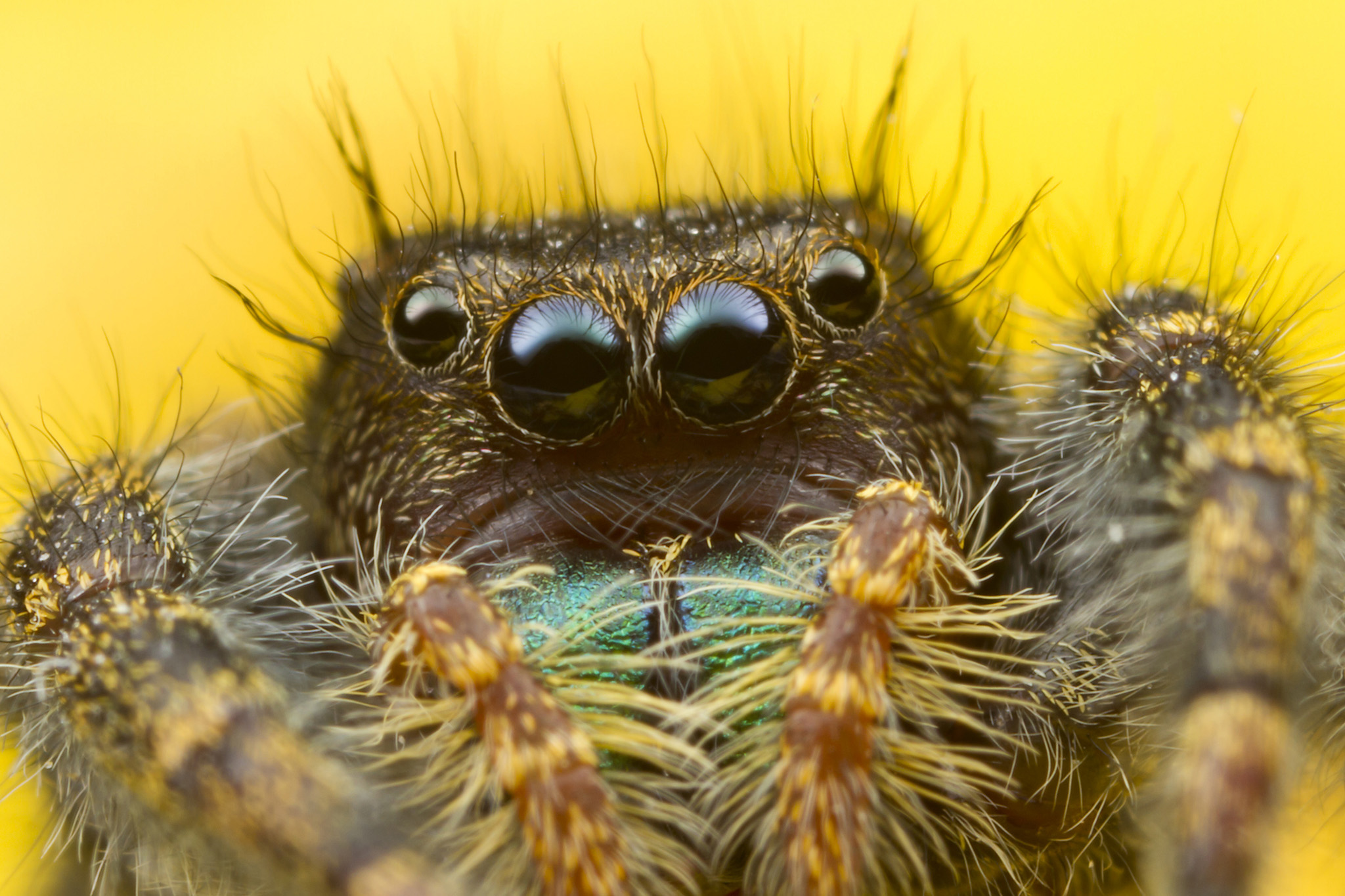 Jumping spiders such as this Phidippus audax have excellent vision