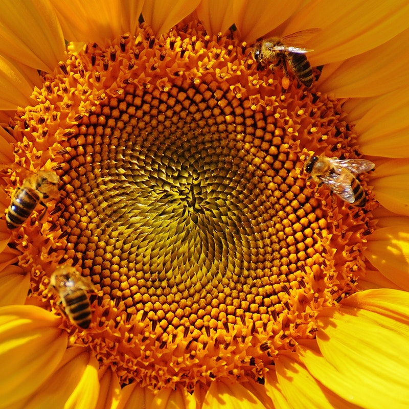bees-bloom-blossom-158154.jpg