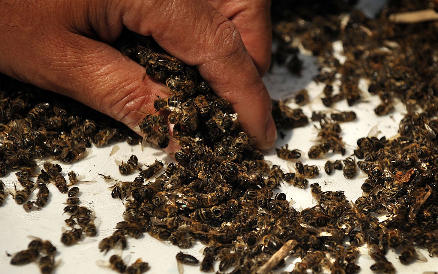 BULGARIA-ENVIRONMENT-PESTICIDE-BEES-DEMO