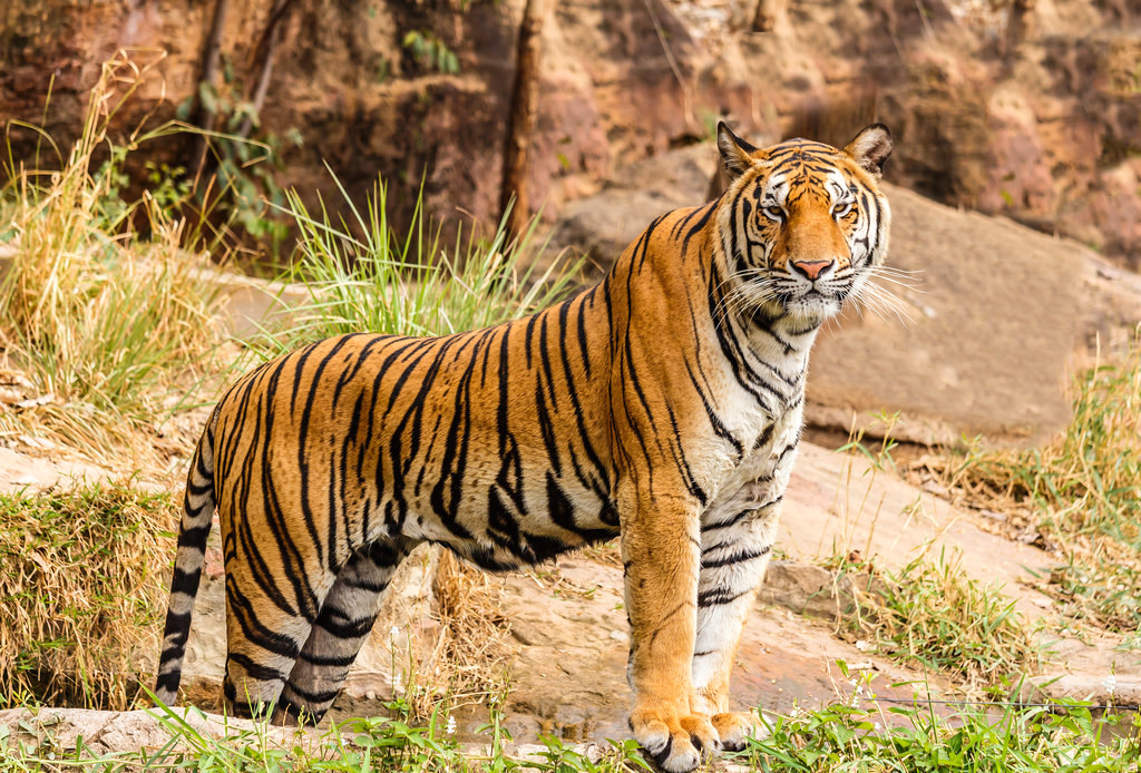 bengal-tiger.jpg