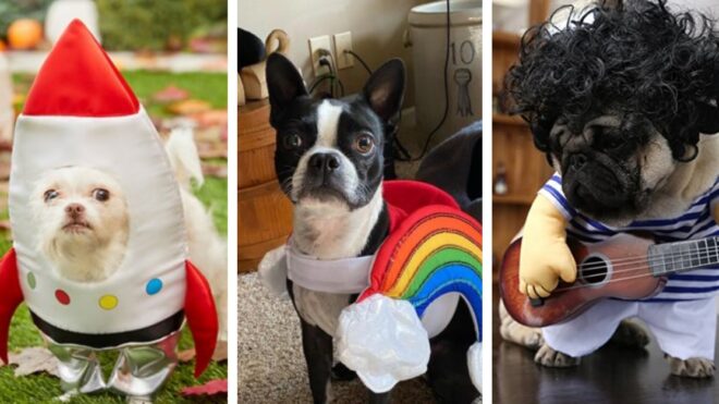 best-pet-costumes