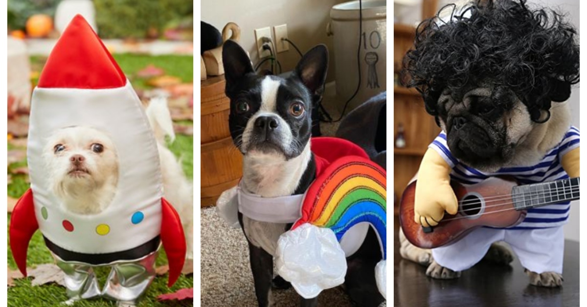 best-pet-costumes