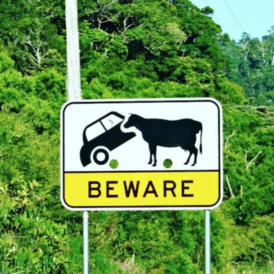 beware-cows.jpg