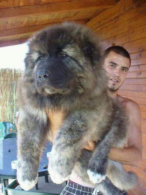 big-cuddly-dog.jpg