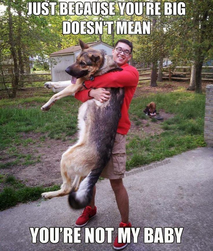 big-dog-6-1.jpg