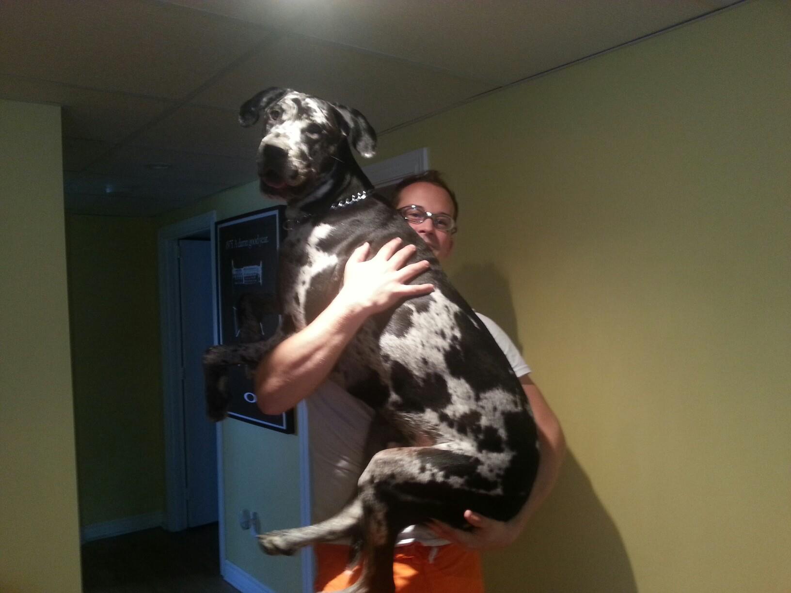 big-dog-like-a-baby.jpg