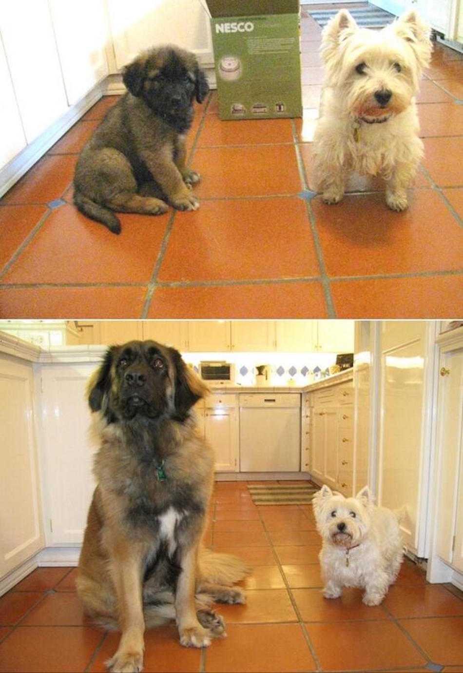 big-dog-little-dog-animal-firends.jpg