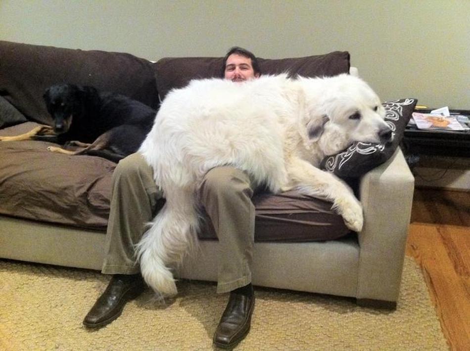 big-dog.jpg big-dog.jpg