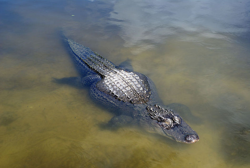 big-gator.jpg