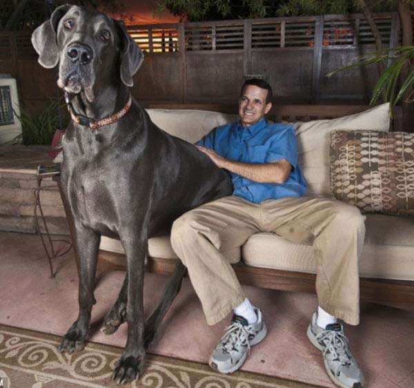 biggest-animals11.jpg