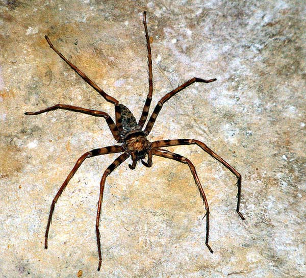 biggest-animals121.jpg