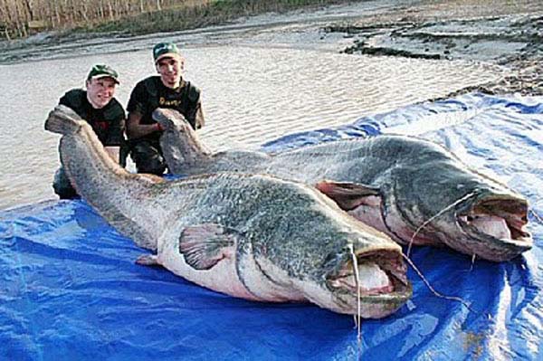 biggest-animals17.jpg