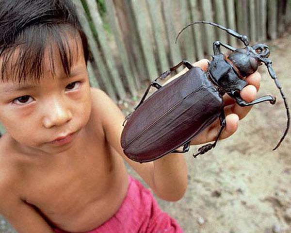 biggest-animals18-1.jpg