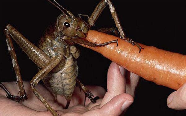 biggest-animals5.jpg