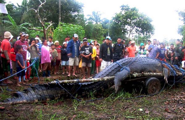 biggest-animals6.jpg