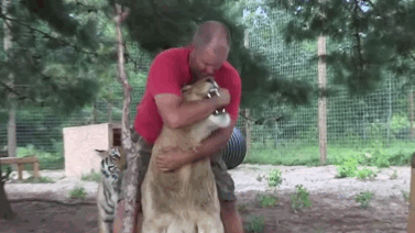 bigkitty.gif